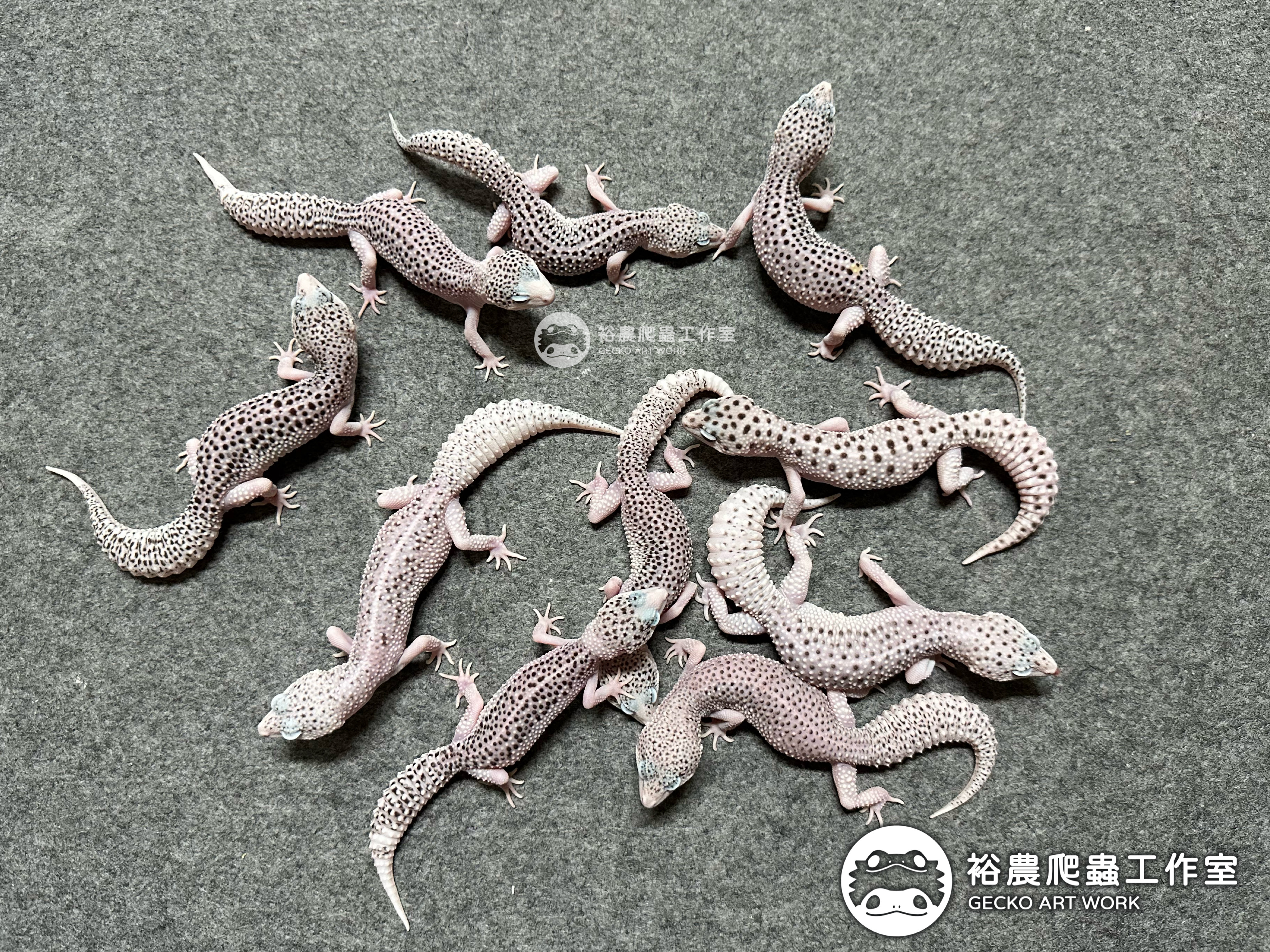 裕農爬蟲工作室